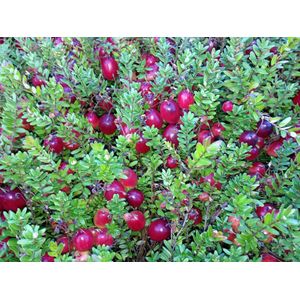 Garden Select - Set van 3 Cranberry planten - Vaccinium Macrocarpon Cranberry - Pot ⌀9cm - Hoogte 15-20cm - Winterharde cranberry struiken - Tuinplant - Fruitplant