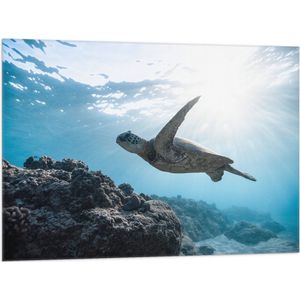WallClassics - Vlag - Schilpad Zwemmend onder Water - 100x75 cm Foto op Polyester Vlag