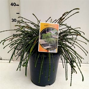 Plants Online - Set van 3 - Thuja plicata 'Whipcord' - 3 liter pot - Plant 25-30 cm
