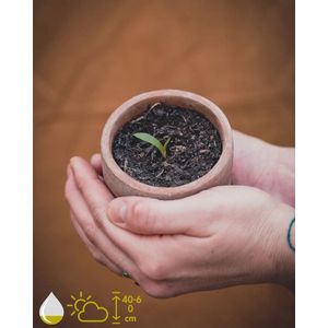 Aloë Vera Kweekset - Grow Your Ownn