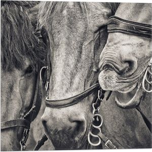 WallClassics - Vlag - Drie Paarden met Halsters in het Zwart Wit - 50x50 cm Foto op Polyester Vlag