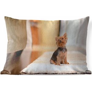 Buitenkussens - Tuin - Een kleine Yorkshire Terrier zit op een kleedje - 50x30 cm