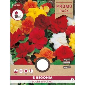 Begonia Dubbel Gemengd