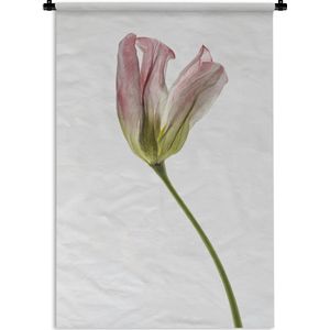 Wandkleed Gedroogde bloemen - Gedroogde tulp op witte achtergrond Wandkleed katoen 120x180 cm - Wandtapijt met foto XXL / Groot formaat!