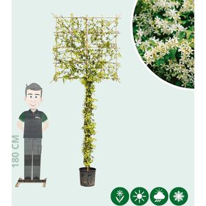 Toscaanse jasmijn leiboom 180 cm | Trachelospermum jasminoides | Bomenbezorgd.nl
