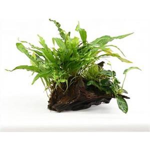 Driftwood (small) met plant mix - Aquariumplanten - Aquarium decoratie - Moerings