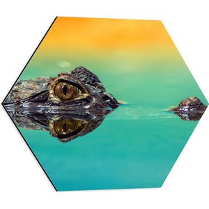 WallClassics - Dibond Hexagon - Kleine Alligator aan Blauw Wateroppervlak met Oranje Lucht - 50x43.5 cm Foto op Hexagon (Met Ophangsysteem)