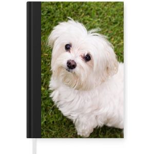 Notitieboek - Schrijfboek - Maltezer hond kijkt naar boven - Notitieboekje klein - A5 formaat - Schrijfblok