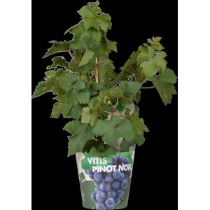Hello Plants Vitis Pixie Pinot Noir Blauwe Druiven - Druivenplant - Ø 14 cm - Hoogte: 30 cm