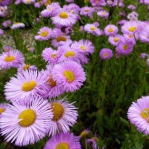 6x Erigeron ‘Rosa Jewel’ - Fijnstraal - Pot 9x9 cm