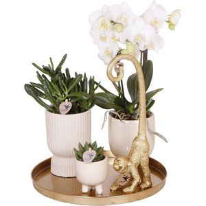 Kolibri Company | Complete plantenset Luxury Living | Groene planten met witte Phalaenopsis orchidee incl. keramieken sierpotten en accessoires