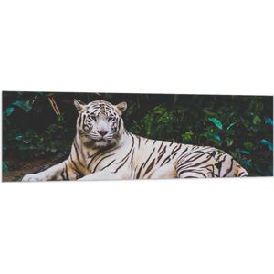 WallClassics - Vlag - Witte Tijger in de Jungle - 150x50 cm Foto op Polyester Vlag