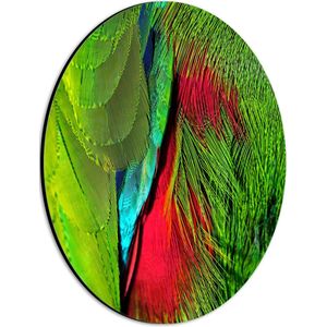 WallClassics - Dibond Ovaal - Groen met Rode Veren van een Vogel - 21x28 cm Foto op Ovaal (Met Ophangsysteem)