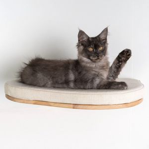 RHRQuality Wandmeubel Klimmuur Kat – Luxe Kattenbed 50 cm – Draagkracht tot 20KG – Voor Grote Katten – Met Verwijderbaar Kussen – Crème