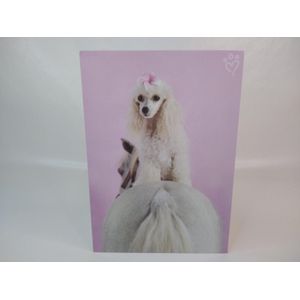 wenskaarten - Rachael hale - Hond en paard - set van 18 stuks - Enkele kaart - fotokaarten