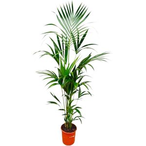 Kentia Palm - Howea Forsteriana hoogte 180cm potmaat 24cm