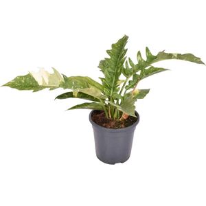 The Green Corner - Philodendron Narrow Ring of Fire - Hoogte 45cm - Diameter 14cm