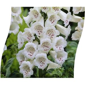 Plants Online - Tuinplanten - Vaste planten - Set van 3 - Digitalis purpurea 'Dalmatian White' - 1 liter pot - Plant