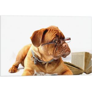 WallClassics - Vlag - Opzijkijkende Bruine Hond met Ketting en Leesbril - 60x40 cm Foto op Polyester Vlag
