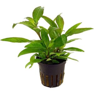 Aquaflora Hygrophila Siamensis | In 9CM pot