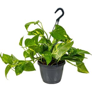Scindapsus 'Aureum' in hangpot per stuk | Epipremnum - Kamerplant ⌀17 cm - 25 cm