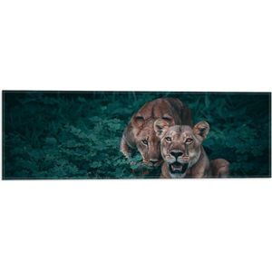 WallClassics - Vlag - Leeuwenduo in Donkergroene Struik - 60x20 cm Foto op Polyester Vlag
