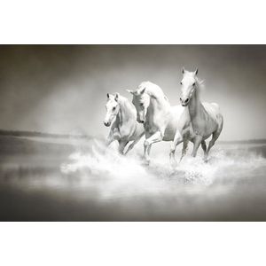 Dibond - Dieren - Wildlife / Paard / Paarden in beige / wit / zwart / grijs - 120 x 180 cm.