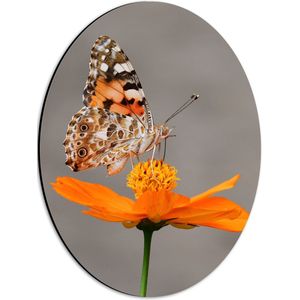 WallClassics - Dibond Ovaal - Oranje Vlinder op Oranje Bloem - 30x40 cm Foto op Ovaal (Met Ophangsysteem)