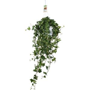 Grote Hangplant Hedera Helix Pitsburg - 45 cm hoog - Perfect voor binnenruimes