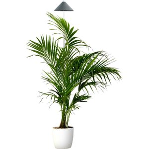 Parus by Venso SUNLiTE Kweeklamp XL 25W gris, LED groeilamp met telescopische staaf, groeilamp voor kamerplanten en groene planten