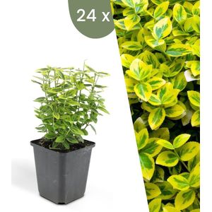 Plants by Frank | 24 Gele Kardinaalsmuts Planten | Euonymus 'Emerald 'n Gold' | Winterharde bodembedekker planten | tuinplanten | Winterharde vaste planten meerjarig | Winterharde tuinplanten