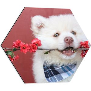 WallClassics - Dibond Hexagon - Witte Hond met Bloementak - 50x43.5 cm Foto op Hexagon (Met Ophangsysteem)
