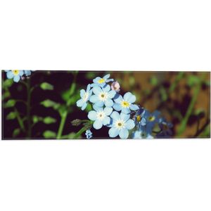 WallClassics - Vlag - Groepje Myosotis Latifolia Pastelblauwe Bloemen - 60x20 cm Foto op Polyester Vlag
