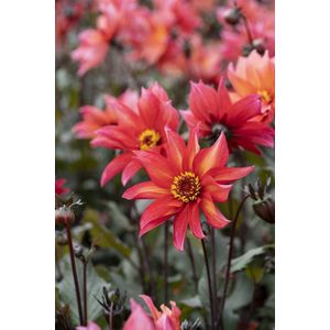 Dahlia Waltzing Mathilda | 1 stuk | dahlia knollen