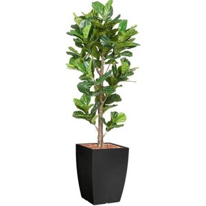 HTT - Kunstplant Ficus Lyrata in Genesis vierkant antraciet H230 cm