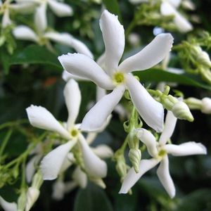 Witte Toscaanse Jasmijn (Sterjasmijn)  - Klimplant | Wit - Groenblijvend / Wintergroen en Winterhard - ClematisOnline | 1,5 liter pot - Deze Jasmijn plant kan gecombineerd worden met andere klimplanten zoals Clematis of Rozen in bijv. een klimrek