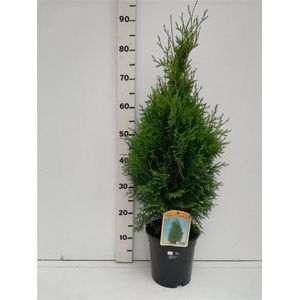 Plants Online - Set van 3 - Thuja occidentalis 'Holmstrup' - 3 liter pot - Plant 50-60 cm