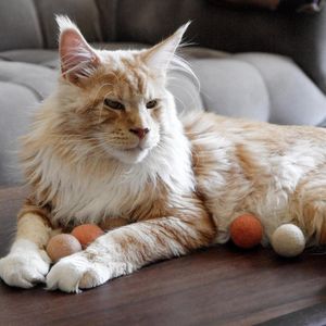 Kattenspeelgoed Vilten Ballen - Interactief Kattenspeelgoed voor Intelligentie - Speelgoed voor Kittens - Perzik Kleur