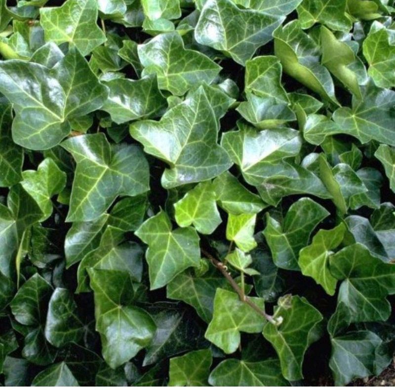 Klimop Woerner - Hedera helix