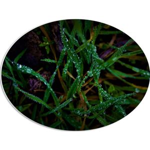 WallClassics - PVC Schuimplaat Ovaal - Close-up van Groene en Paarse Grassen met Druppels - 56x42 cm Foto op Ovaal (Met Ophangsysteem)