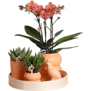 Complete plantenset Optimism - peach | Groene planten met oranje Phalaenopsis orchidee incl. oranje keramieken sierpotten en accessoires