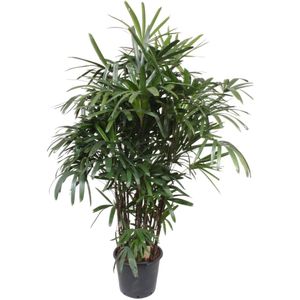 Bamboepalm - Rhapis Excelsa hoogte 230cm potmaat 40cm