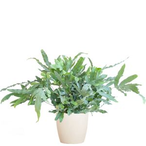 Phlebodium Aureum 'Blue Star' met Viber wit -40cm -Ø17 Groene Kamerplant -Sierplantenshop