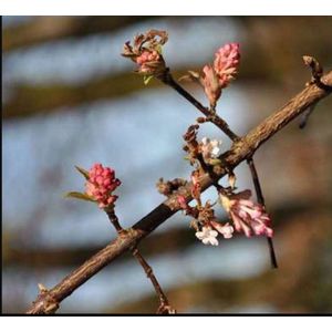 2 x Viburnum bodn. 'Dawn' - Sneeuwbal 50- 60 cm in pot