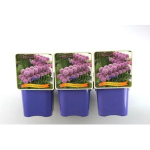 Plants Online - Tuinplanten - Vaste planten - Set van 5 - Allium 'Pinball Wizard' - 5 liter pot - Plant cm