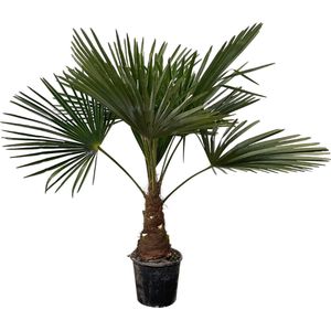 Trendyplants - Trachycarpus Fortuneii - Winterharde palmboom - Hoogte 90-110 cm - Chinese waaierpalm - Tuinplant - Potmaat Ø21cm