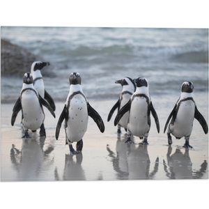 WallClassics - Vlag - Waggelende Pinguïns op het Strand - 40x30 cm Foto op Polyester Vlag