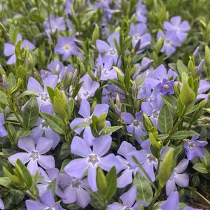 2,5 M² - Bodembedekker Blauwe Maagdenpalm - 25 Stuks - Vinca minor - P9 - Plant - Tuinplant