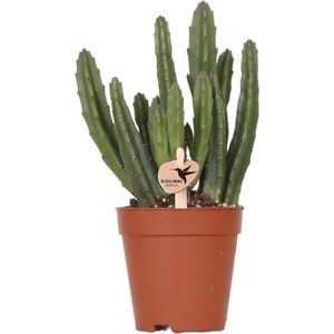 Kolibri Greens | Groene plant - Stapelia - groene kamerplant - vers van de kweker - Ø9cm -