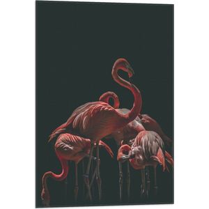WallClassics - Vlag - Roze Flamingo's met Zwarte Achtergrond - 50x75 cm Foto op Polyester Vlag